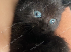Kittens