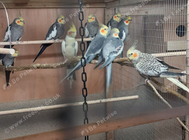 Adult Grey Cock Cockatiels