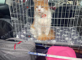 Medium size dog crate