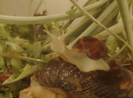 Giant African Land Snails