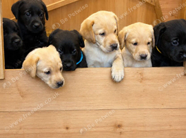 Beautiful Labrador puppies