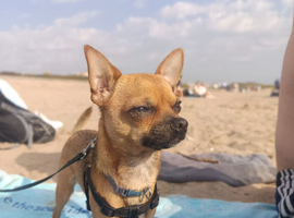 Chihuahua for Stud