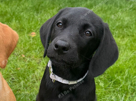Male Labrador pup