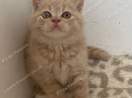 Fawn British Shorthair READY TO GO