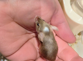 Baby fancy mice