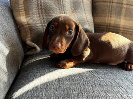 Dachshund