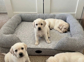 Adorable Labrador Puppies