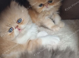 Persian Kittens