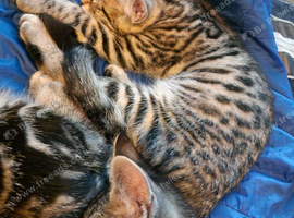 Only 3 kittens left