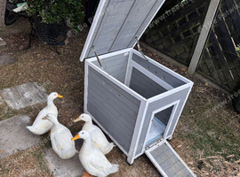 Cherry valley ducks for sale