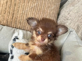 Beautiful Chihuahua puppies