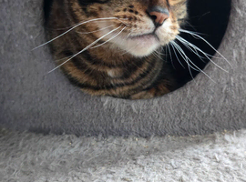 Female Toyger