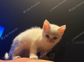 Kitten needs rehoming 12 weeks old
