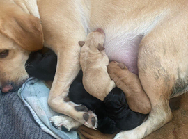 Labrador puppies for sale