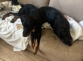 Dogs for sale