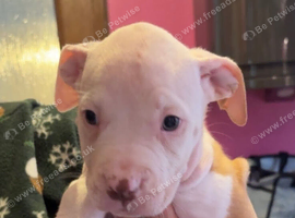 American bulldog *ready to go*
