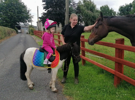 9hh piebald shetland gelding