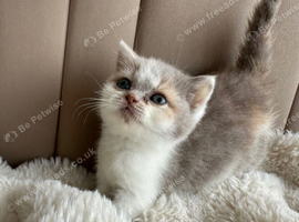 Beautiful TICA Reg British Short Hair