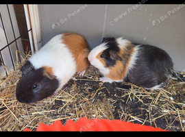 X2 male 3th guinea pigs with hutch and accessories
