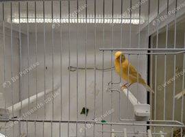 Two young red agate canaries