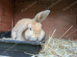 1year old lop available