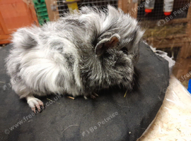 Baby guinea pigs availa&sup2;ble