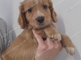 Cocker spaniel puppies for sale.