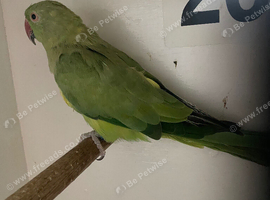 Adult green ringneck