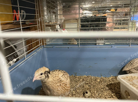 Jumbo Italian quail