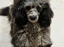 Gorgeous Blue Merle Poodle Girl