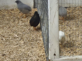 Button quail for new home FREE