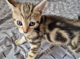 Adorable Tabby female Looking for Loving Home