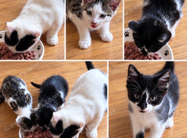 Kittens ready now