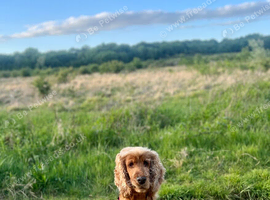 Beautiful golden show cocker spaniel