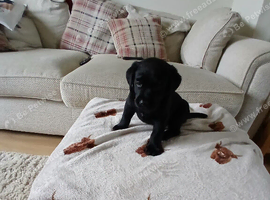3 Labrador pups