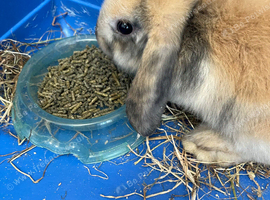 Gorgeous Mini Lop Babies Ready Now!