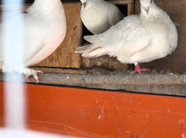 Pure White Pigeons