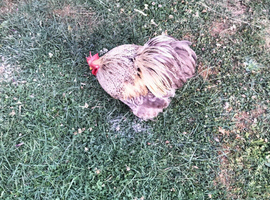 Pekin Bantam