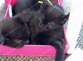Kittens looking for a new home
