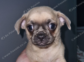 Puppys chugs for sale