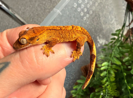 Crested gecko babies