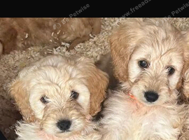 Miniature cockapoo