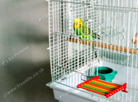 Budgie for rehoming...