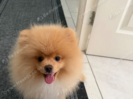 Pup for sale
