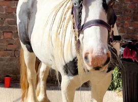 13.1 cob mare