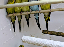 Green black wings