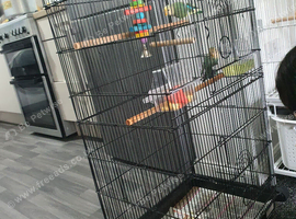 Lovebirds for sale