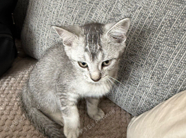 2 male kittens for sale