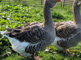 Dewlap Toulouse Gander