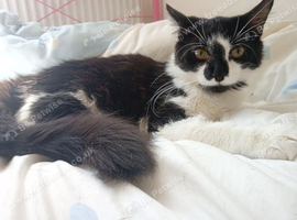 Cat needs rehoming